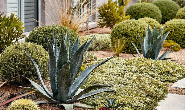 Naturescapes