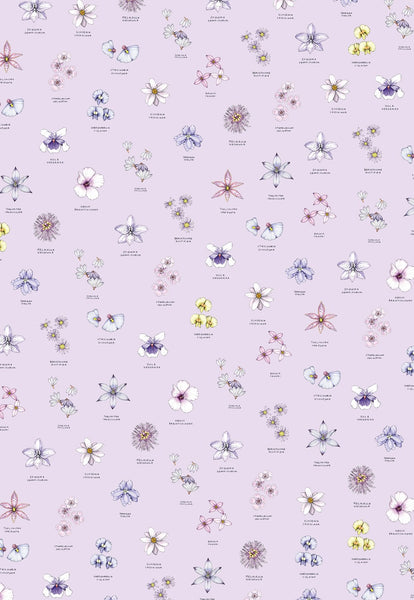 All Wrapped Up Botanicals: Edith Rewa Gift Cards set of 16