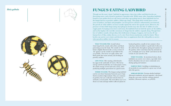 100 Australian Butterflies, Bees, Beetles & Bugs