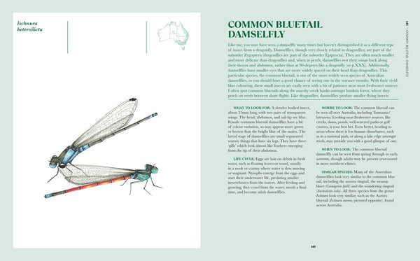 100 Australian Butterflies, Bees, Beetles & Bugs