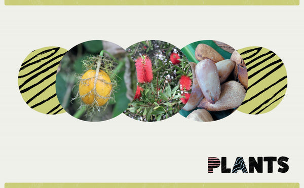 Bush Tukka Guide for Kids