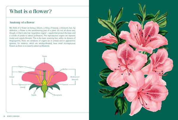 Horti-Curious