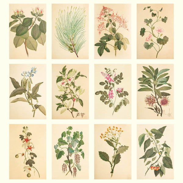 Joseph Banks Botanics HMS Endeavour 2027 Medium Wall Calendar