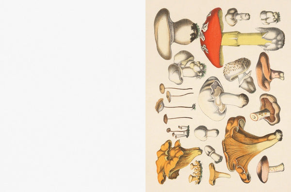 Illustration of various mushrooms on a cream background