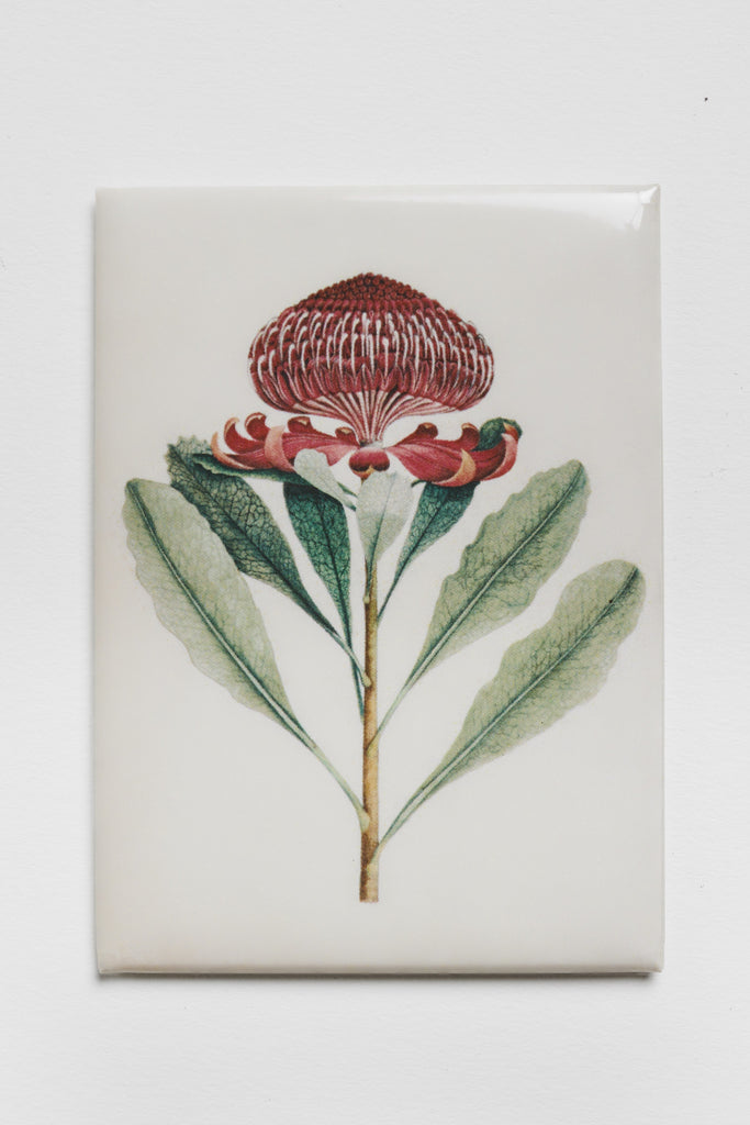 Wa-ra-ta [waratah, Telopea speciosissima] Magnet