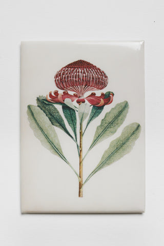 Wa-ra-ta [waratah, Telopea speciosissima] Magnet
