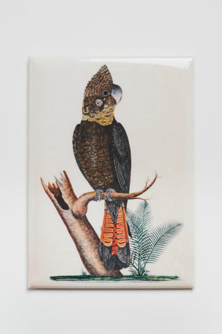 Glossy black cockatoo, Calyptorhynchus latham Magnet