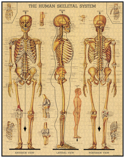 Skeletal System Vintage Puzzle 1000 Pieces